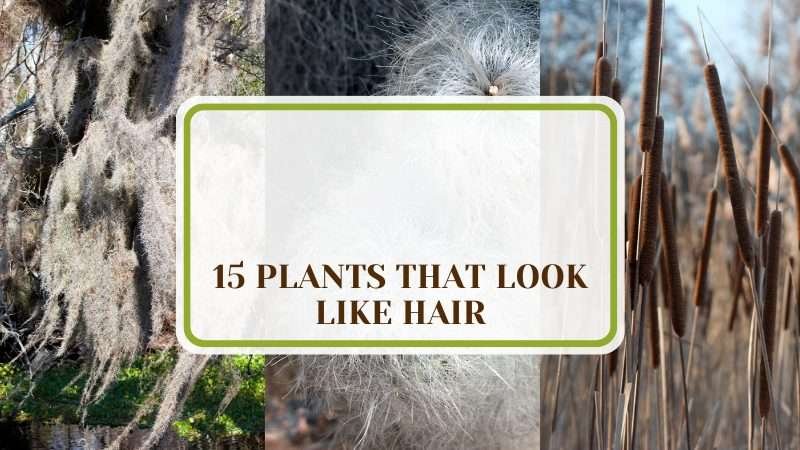 Plants That Look Like Hair Plant America 15 Plants That Look Like Hair: Strange Yet Amazing Houseplants