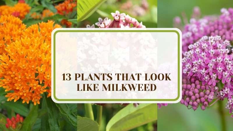 Plants That Look Like Milkweed Plant America 13 Plants That Look Like Milkweed: Excellent Lookalikes