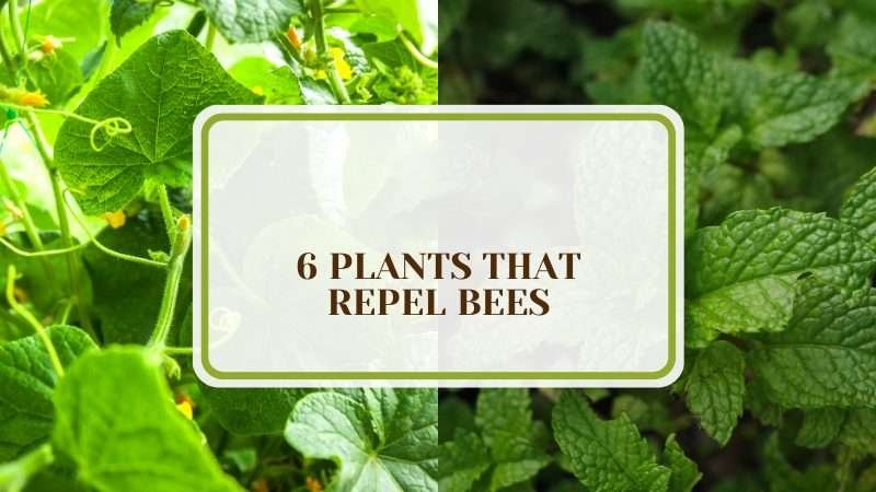 Plants That Repel Bees PlantAmerica 6 Plants That Repel Bees: Alternative Insect Control