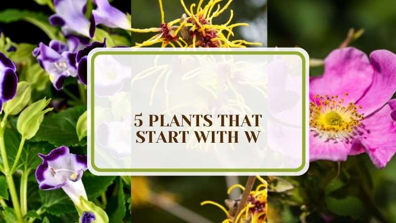 Plants That Start with W Plant America 5 Plants That Start With W: The Comprehensive Index