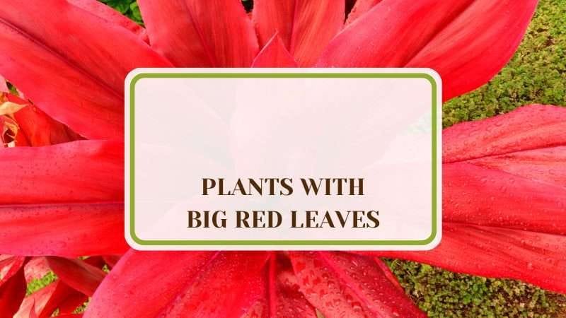 Plants With Big Red Leaves PlantAmerica 20 Plants With Big Red Leaves for Indoors and Outdoors