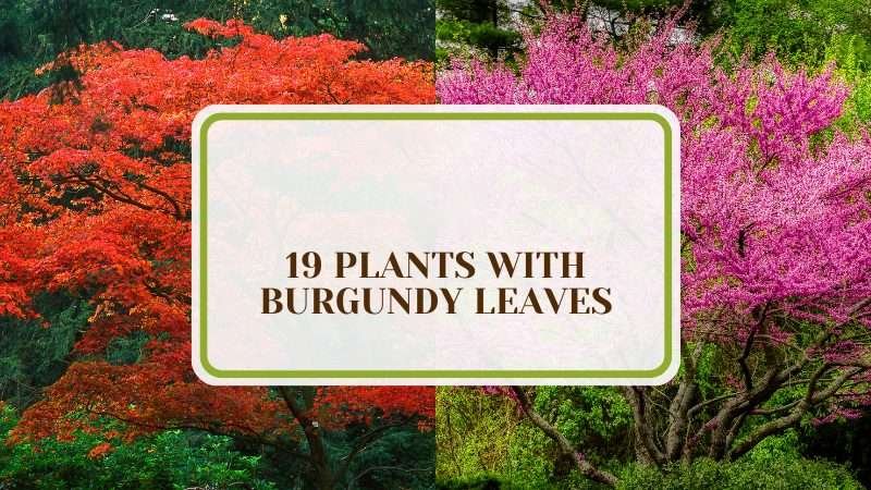 Plants With Burgundy Leaves Plant America 19 Plants With Burgundy Leaves – Amazing Garden Choices