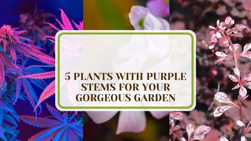 Plants With Purple Stems for Your Garden Plant America 5 Plants With Purple Stems for Your Gorgeous Garden