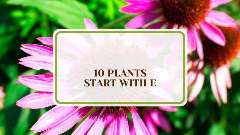 Plants and Flowers That Start With E Plant America 10 Plants Start With E- Plants and Flowers That Start With E