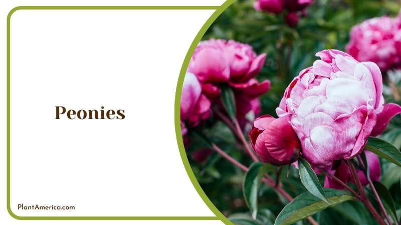 Plants for a Spectacular Garden Show Plant America Plants for a Spectacular Garden Show Plant America