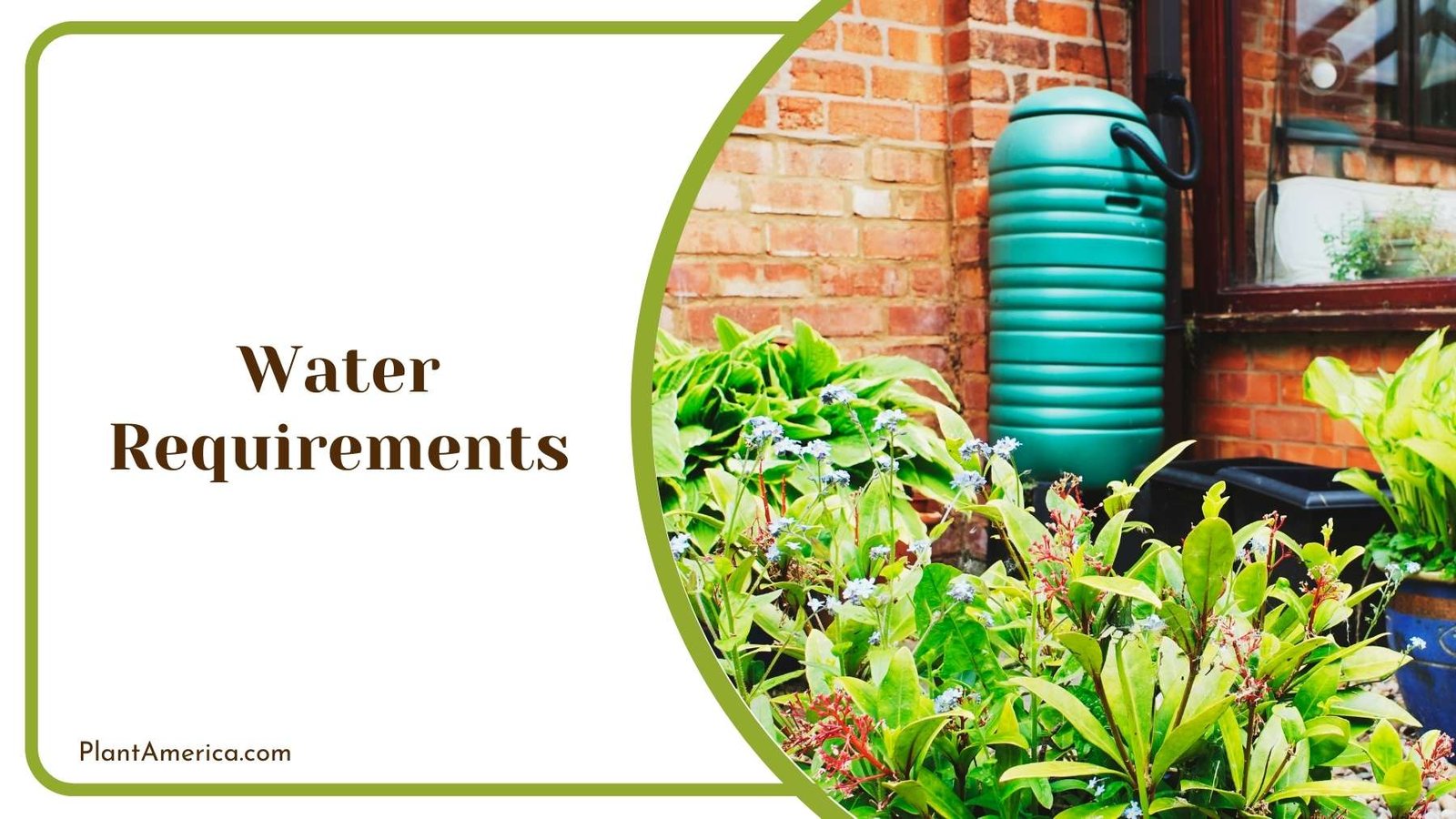 Plants in a Garden Plant America