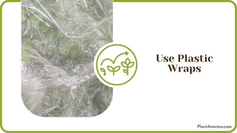 Plastic Wraps for Killing Poison Ivy Plant America Plastic Wraps for Killing Poison Ivy Plant America