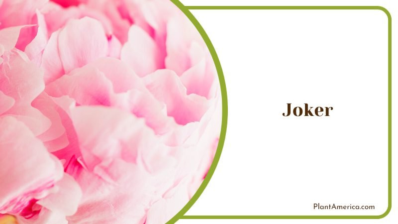 Playful Joker Peony Plant America
