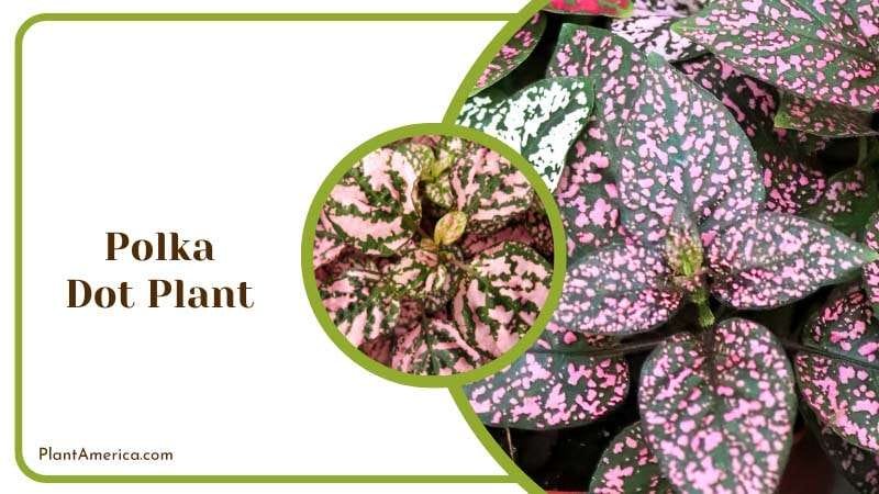 Playful Pattern of Polka Dot Plant Plant America
