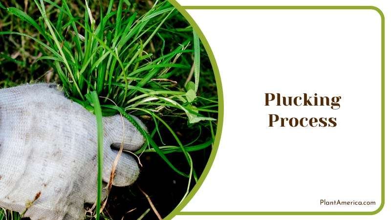 Plucking Weeds from Garden Plant America