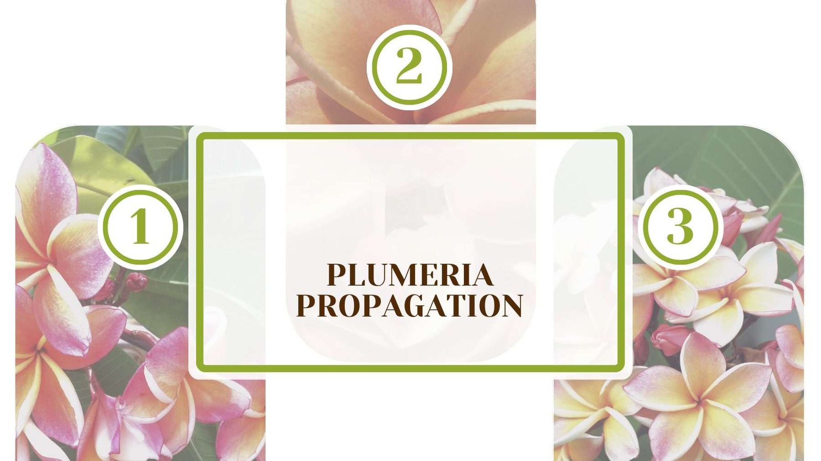 Plumeria Plant Propagation Plant America Plumeria Propagation: How To Grow from Stem Cutting
