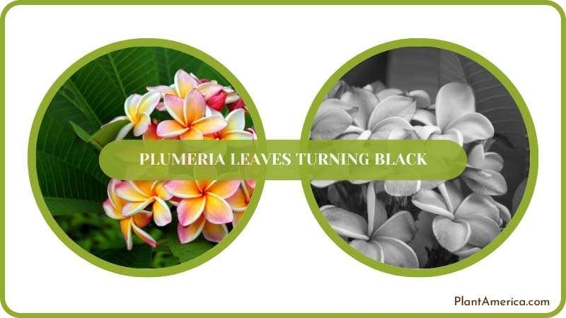 Plumeria Plants Care Plant America