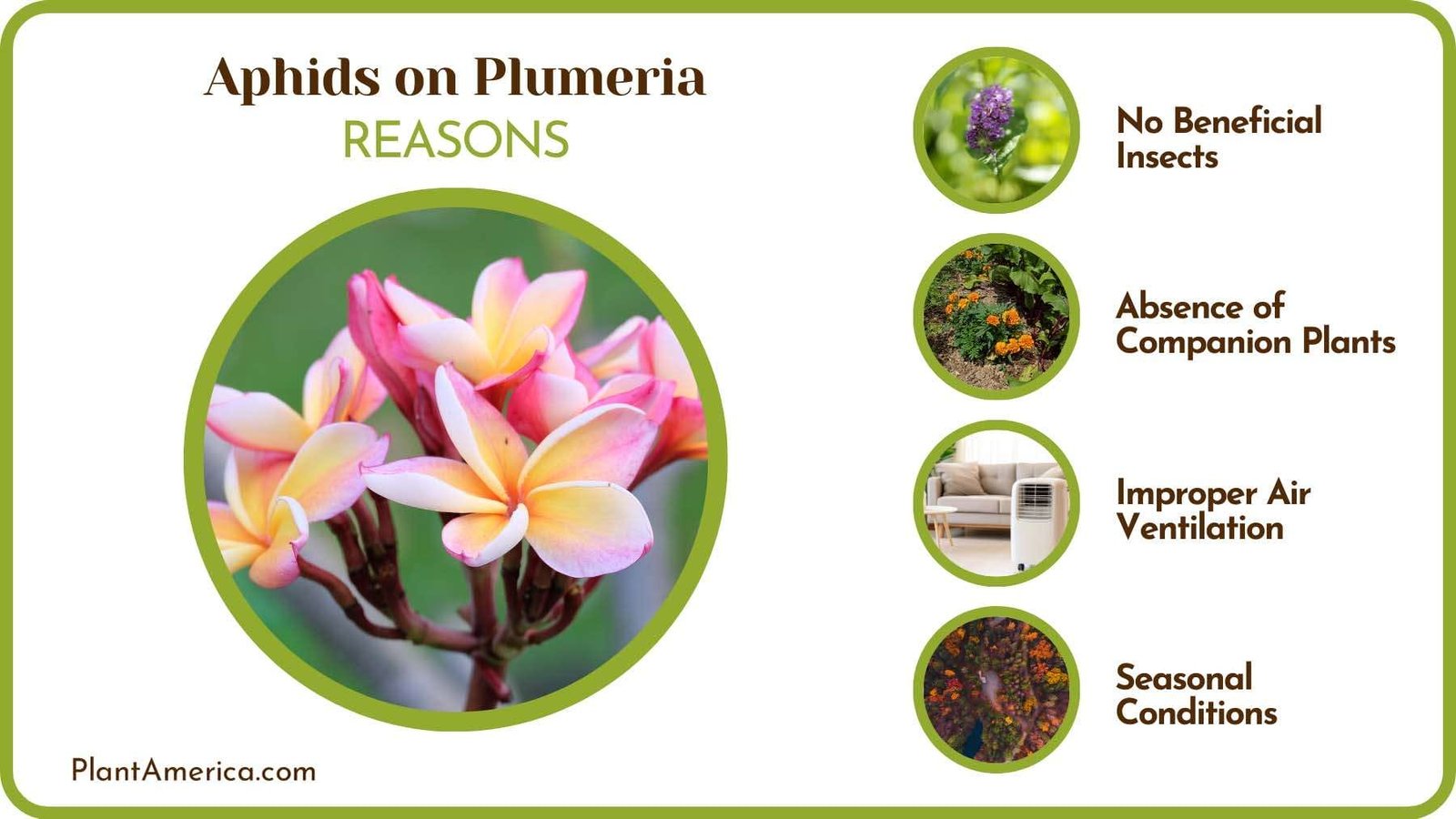 Plumerias Infested With Aphids Plant America