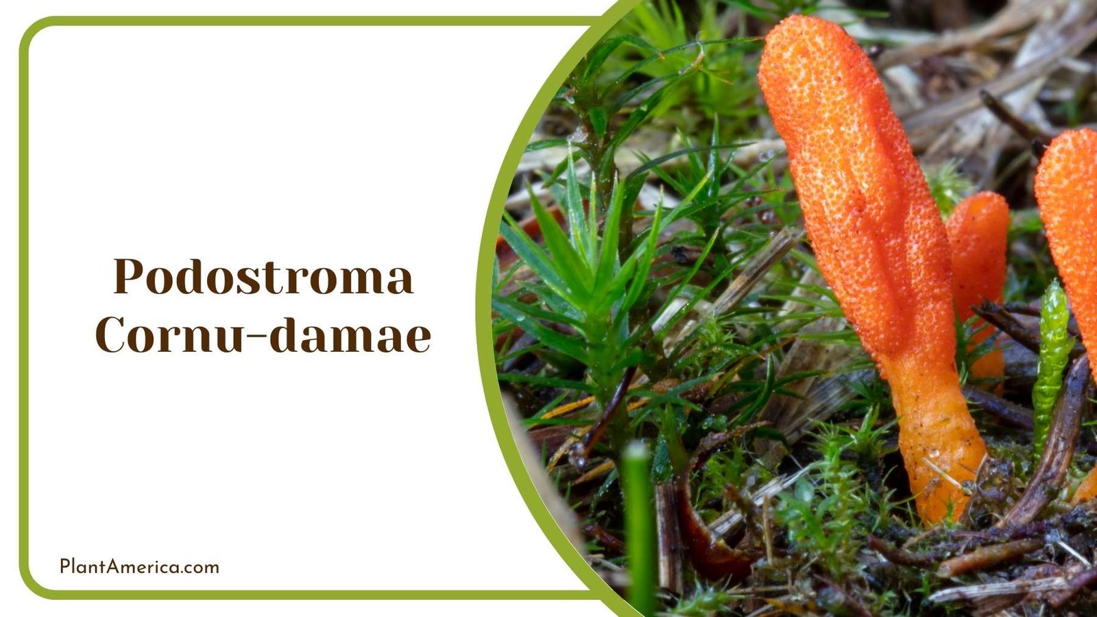 Podostroma Cornu damae In Forest Plant America