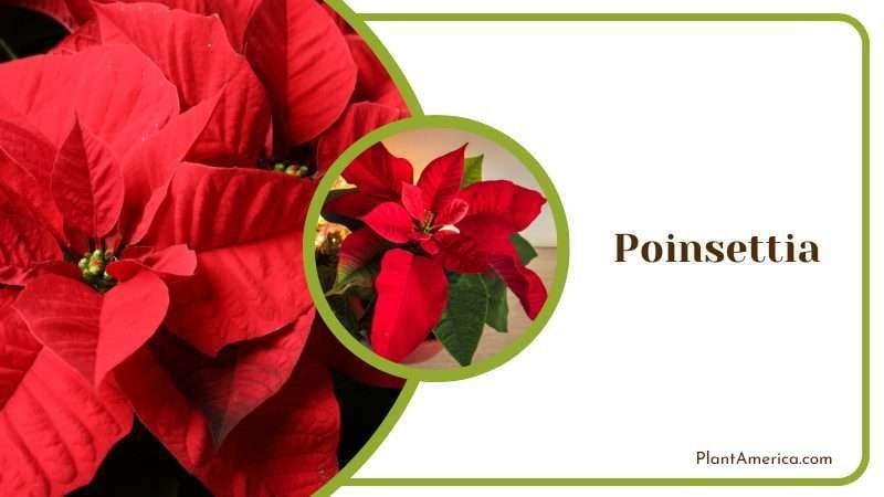 Poinsettia Plant PlantAmerica Poinsettia Plant PlantAmerica