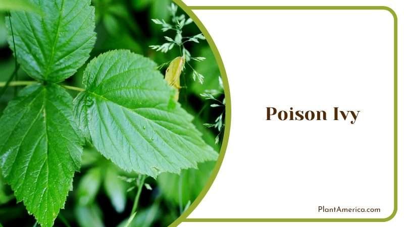 Poison Ivy Plants in the Forest PlantAmerica