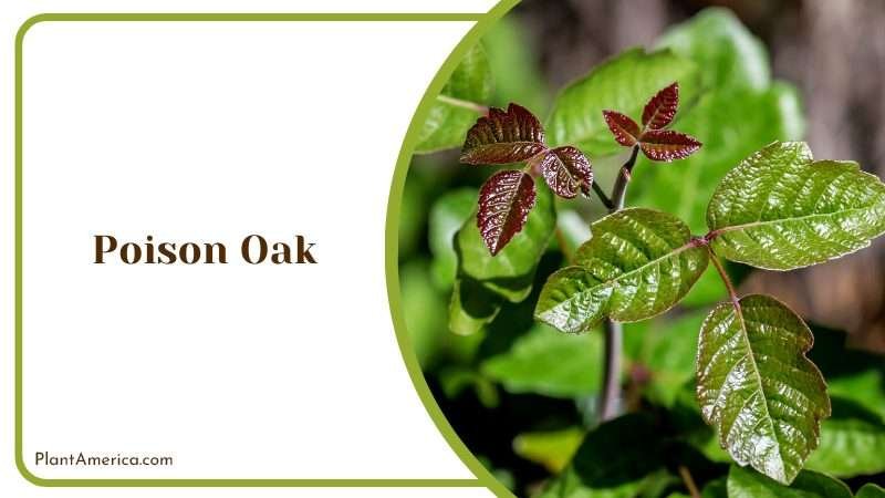 Poison Oak Showing Fresh Growth PlantAmerica
