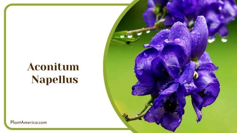 Poisonous Beauty of Aconitum Napellus Plant America
