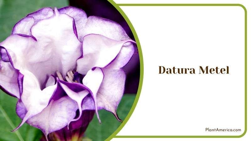 Poisonous Datura Metel Flower Plant America