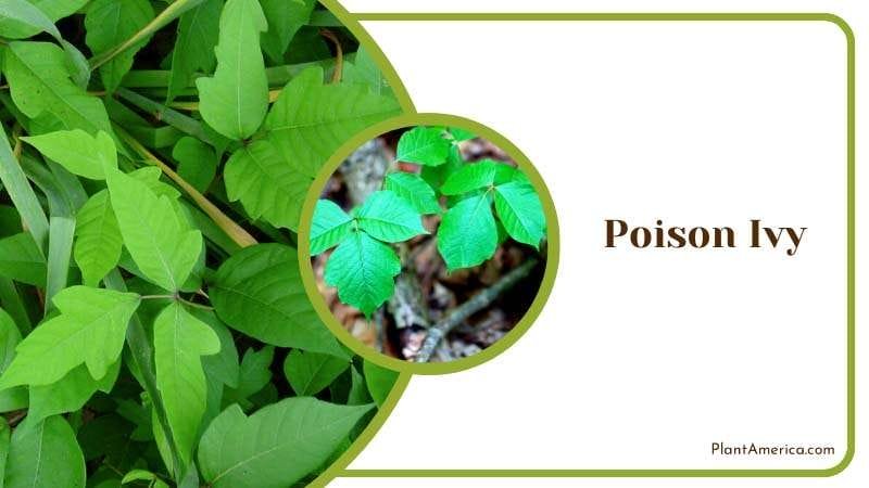 Poisonous Ivy Plant Plant America
