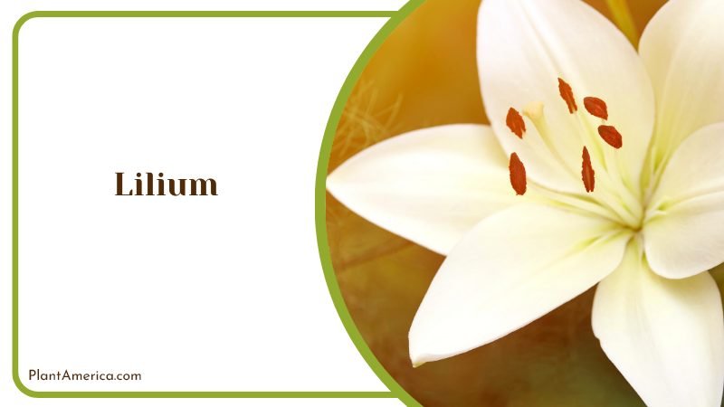 Poisonous Lilium Flower Plant America
