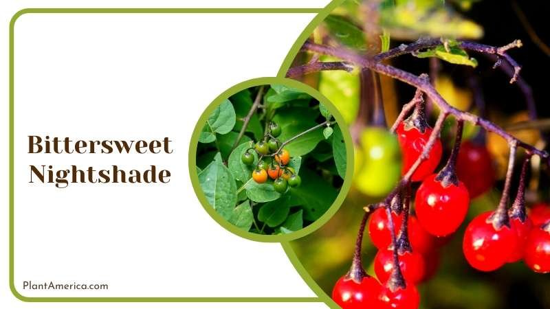 Poisonous Nightshade Vine Plant America