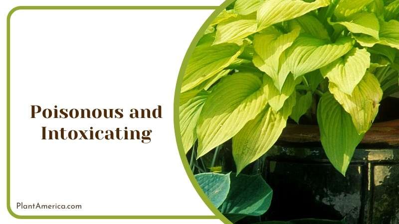 Poisonous and Intoxicating Hostas Plants Plant America Poisonous and Intoxicating Hostas Plants Plant America