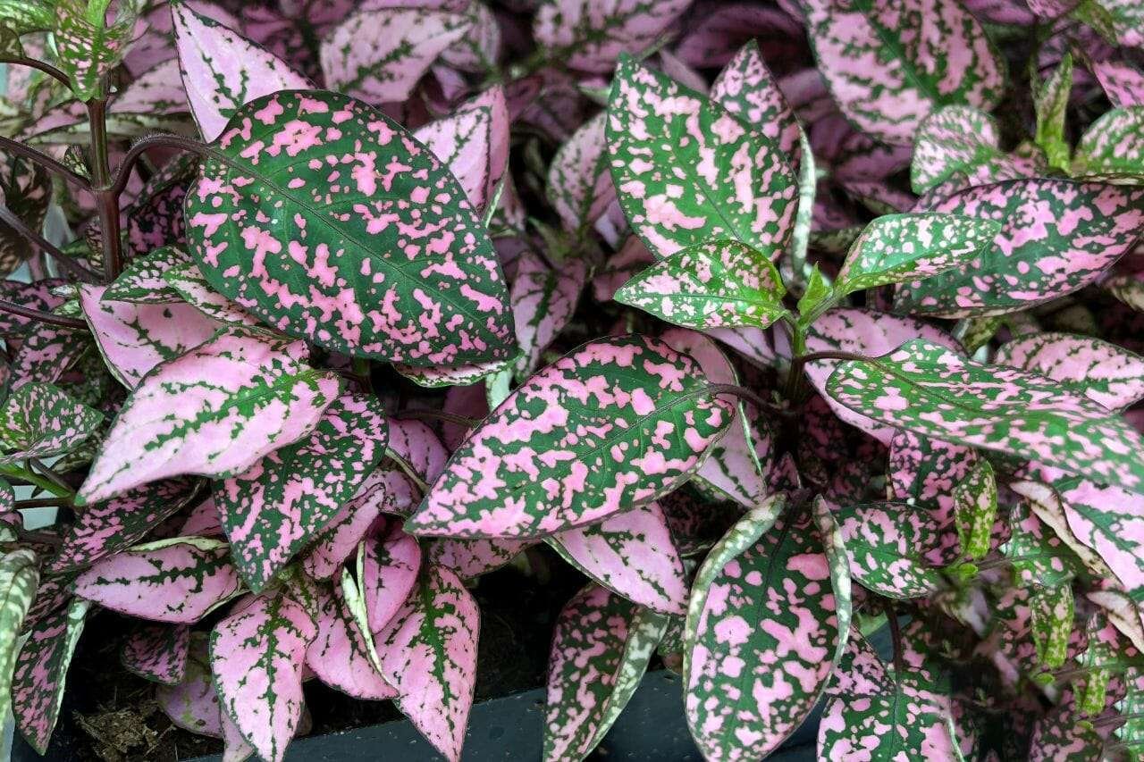 Polka Dot Plant Plant America 1