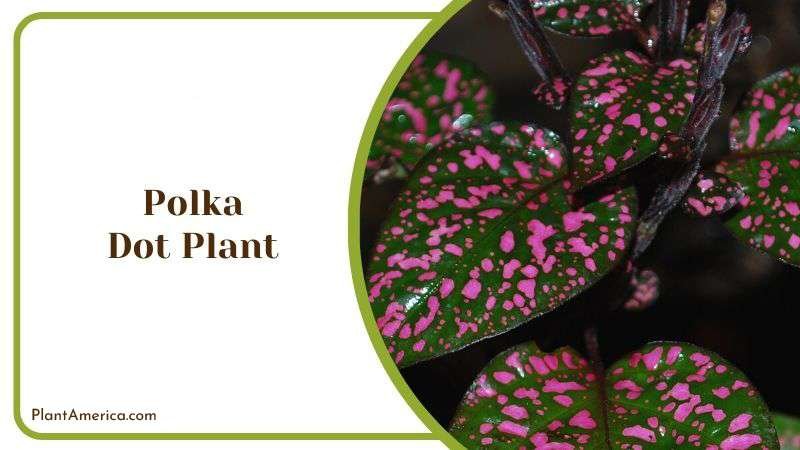 Polka Dot Plant Plant America