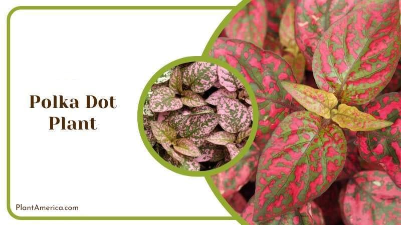 Polka Dot Plant PlantAmerica 1 Polka Dot Plant PlantAmerica 1