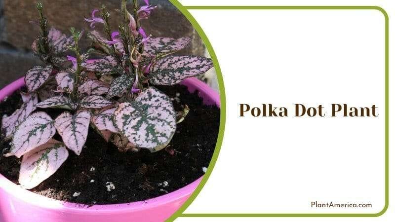 Polka Dot Plant PlantAmerica