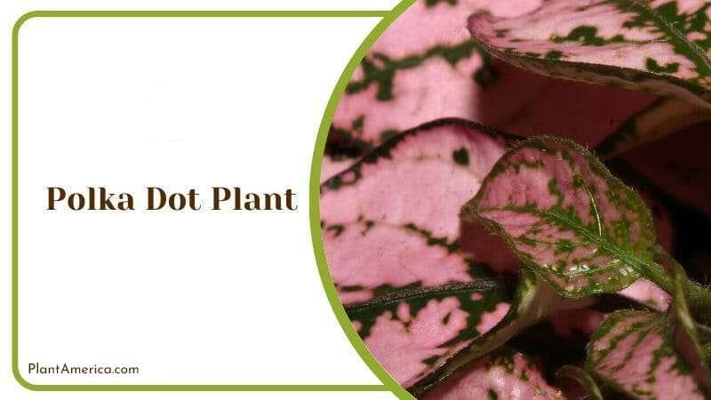 Polka Dot Plant