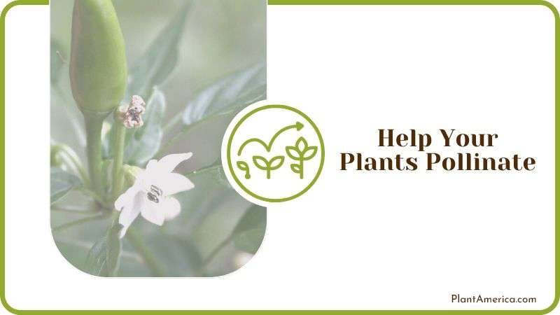 Pollination of Chili Plants Plant America