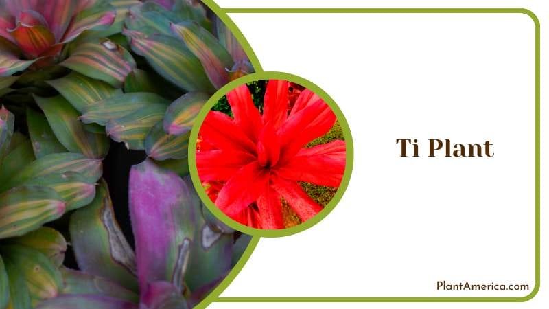 Polynesian Red Ti Plant Plant America