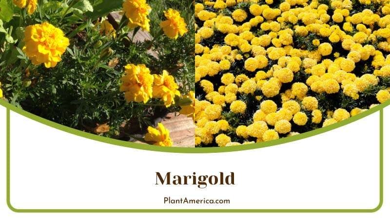 Pom Pom Marigold Plants PlantAmerica