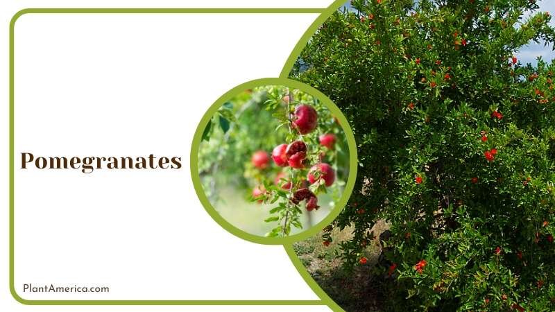 Pomegranates Plant America