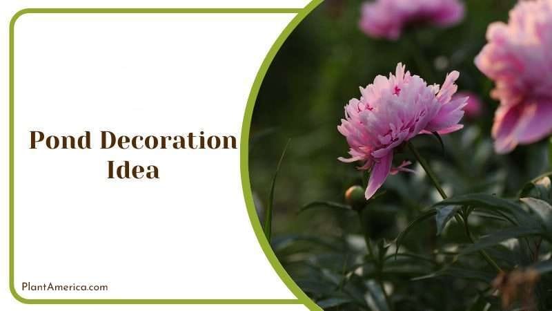 Pond Decoration Idea Plant America