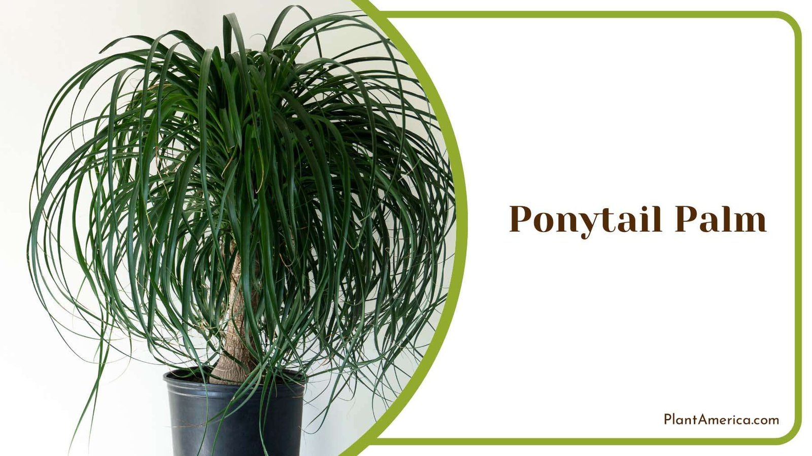 Ponytail Palm Indoor Plant America
