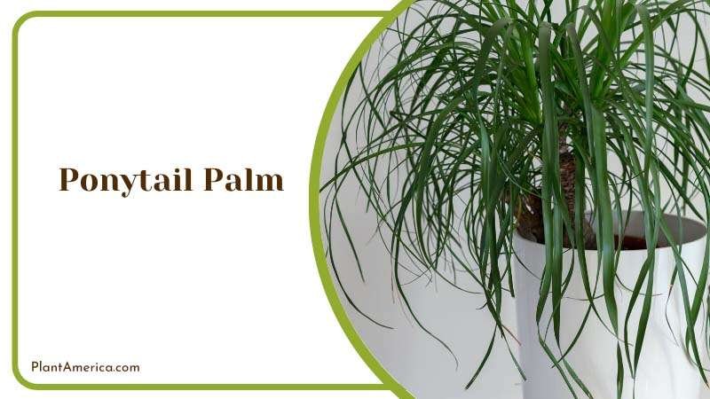 Ponytail Palm Plant America Ponytail Palm Plant America