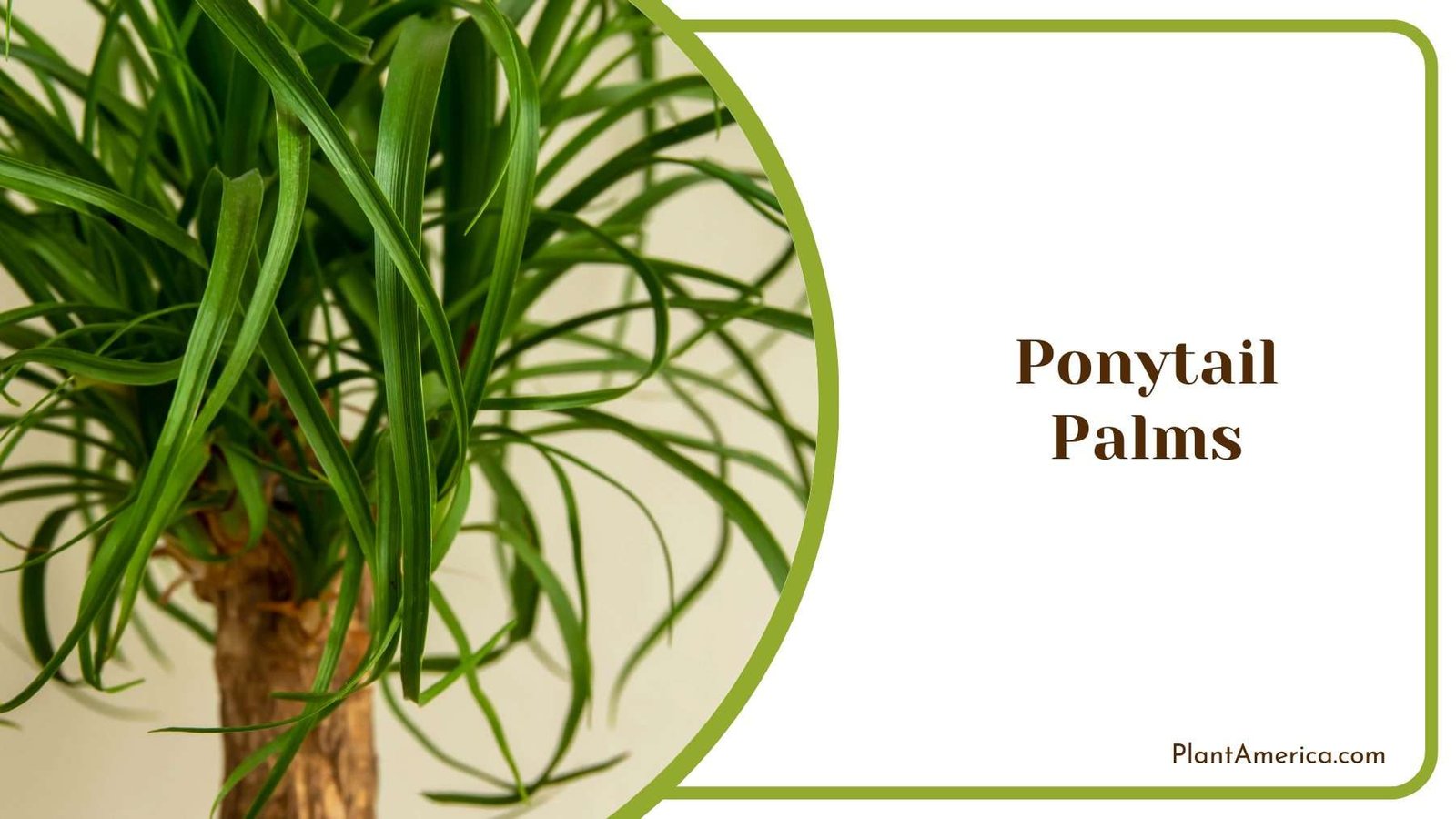 Ponytail Palms Tree Plant America