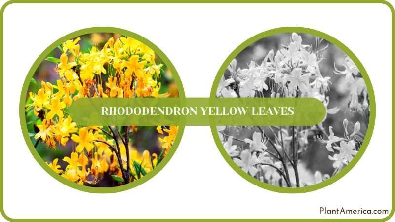 Poor Soil Quality Causes Yellow Leaves Plant America