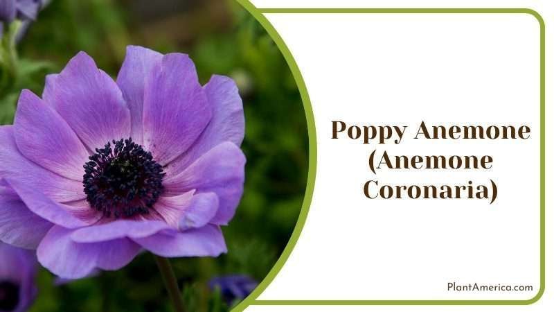 Poppy Anemone Plant America