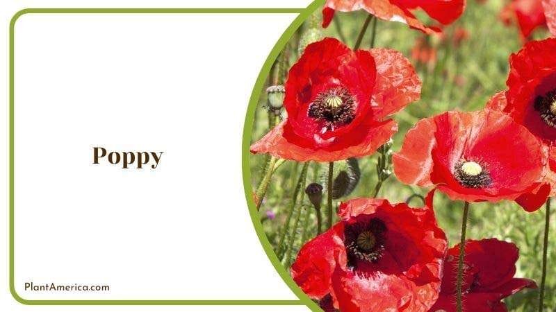 Poppy PlantAmerica