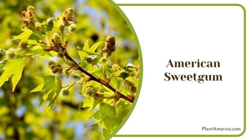 Popular American Sweetgums Plant America Popular American Sweetgums Plant America