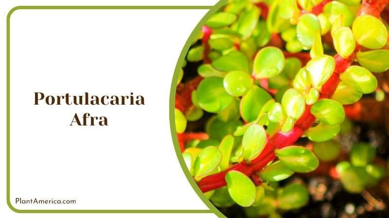 Portulacaria Afra Elephant Bush Plant America