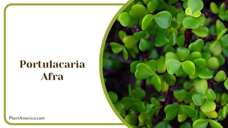 Portulacaria Afra Succulent Plant America
