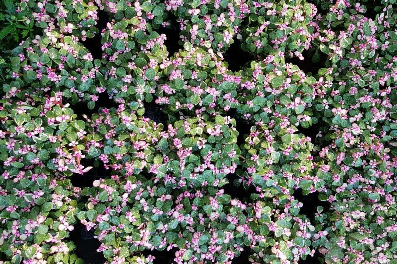 Portulacaria afra variegata Plant America