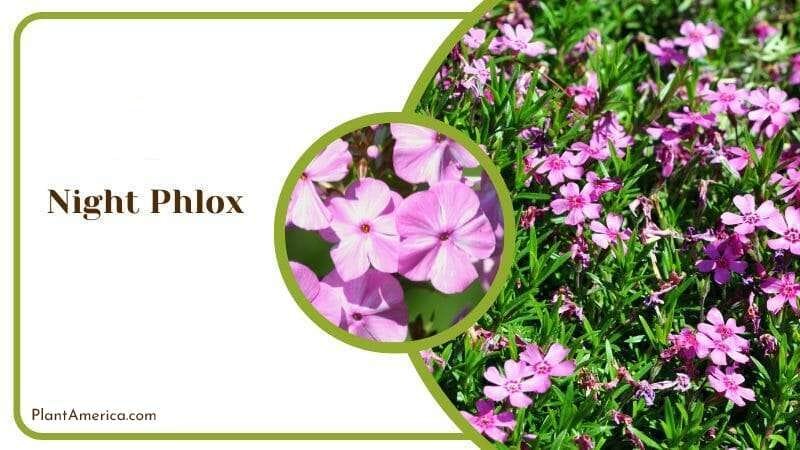 Posy of Night Phlox flowers PlantAmerica