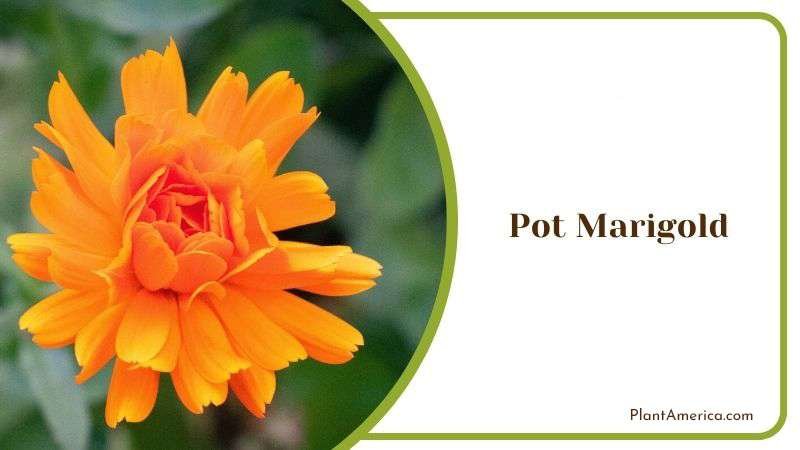 Pot Marigold Plant America