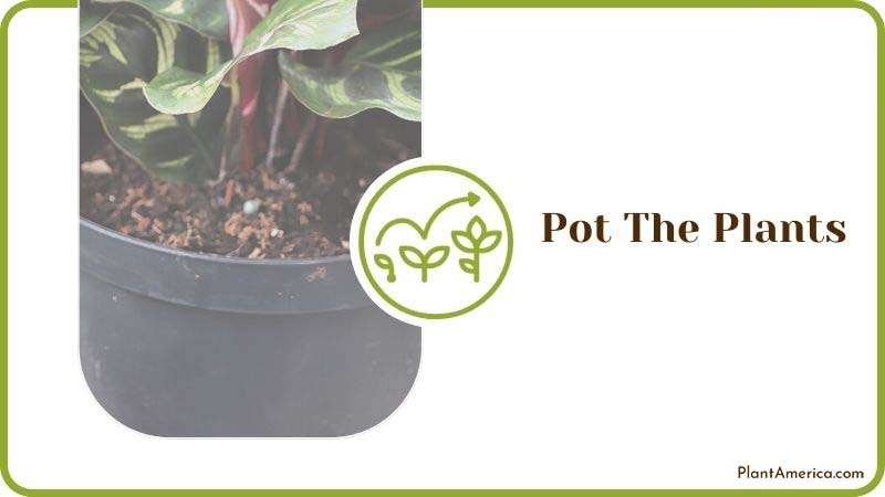 Pot The Plants ~ PlantAmerica